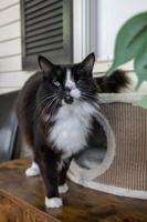Tony Cat