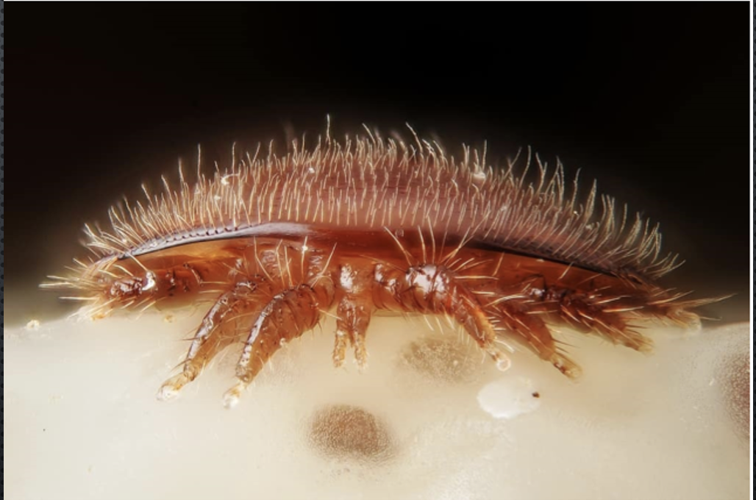 Varroa destuctor mite.png