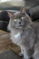 Trevor Cat