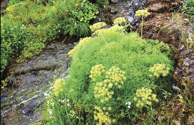 Skip's Trailhead: Seek treasure on Catherine Creek trails