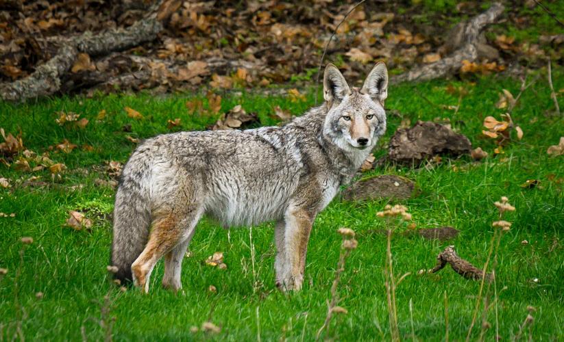 Coyote Gary E.jpg