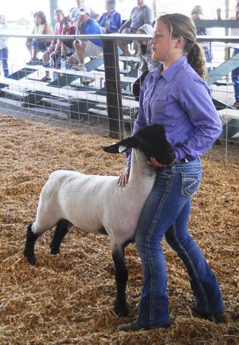 Wasco County Fair sees big 4-H turnout