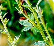 A3 WEED OF THE MONTH JUNE 2.jpg