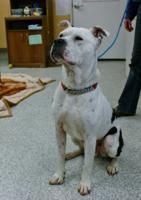 Pet of the Week: Hemingway is ‘near perfection’