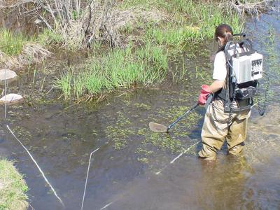 Lamprey found in White Salmon River, tribes report