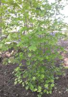 May Tree of the Month: Vine Maple