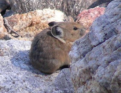 Columbia River Gorge’s pikas may be valuable indicator species for climate change