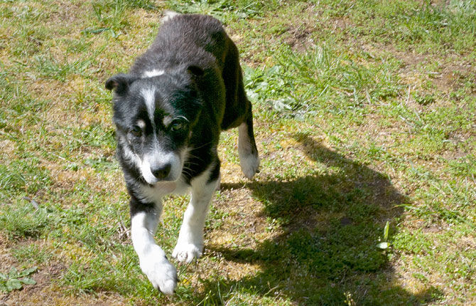 Terrier is home at last