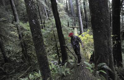 The battle over a state-owned forest