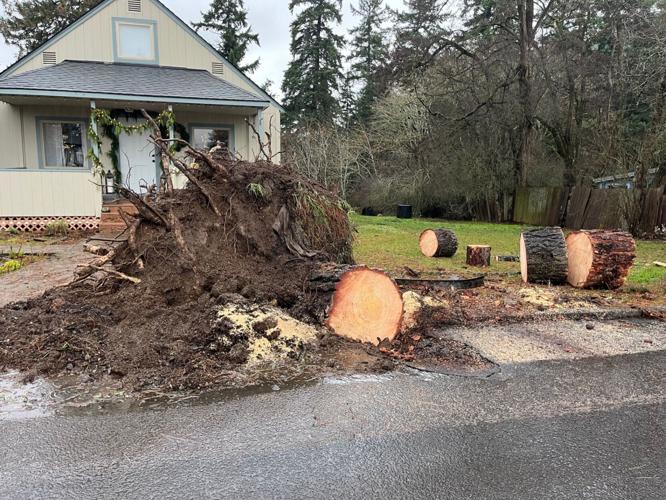 White Salmon fallen tree