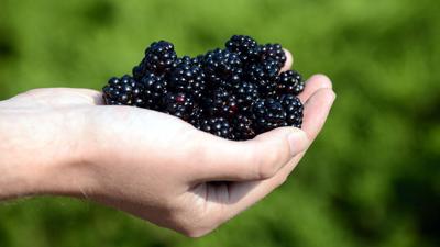 The prolific, delicious blackberry