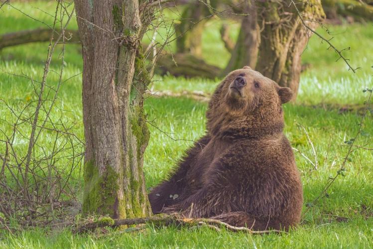 UK zoo’s brown bears wake up from hibernation