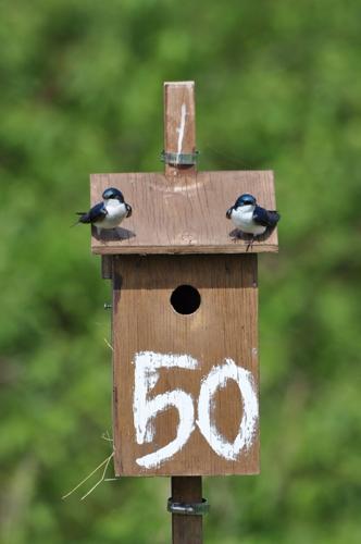 Plummeting insect numbers have resulted in smaller wild birds that reproduce less