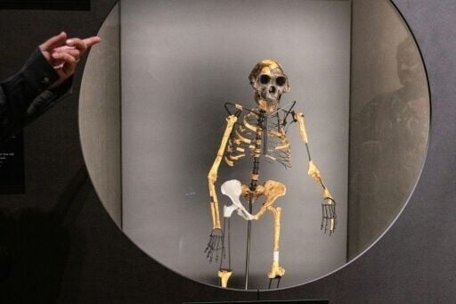 The new research could raise about the status of the famous Australopithecus afarensis skeleton 'Lucy'