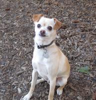 PET OF THE WEEK: Polo is ‘a gem’
