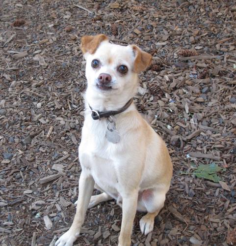 PET OF THE WEEK: Polo is ‘a gem’