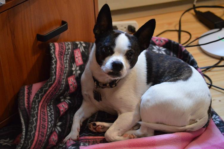 Going to the dogs: Hood River’s dog-friendly vibe doesn’t end at the office