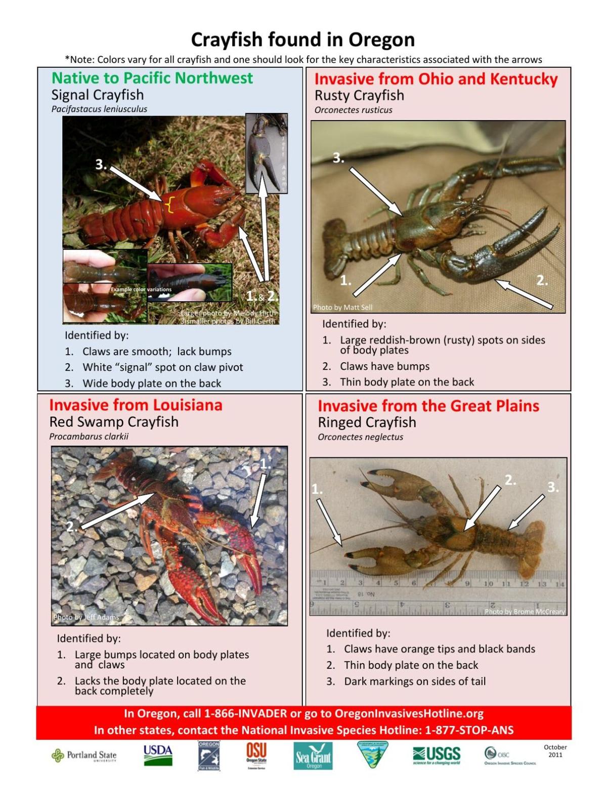 Crayfish Comparison ID guide 10_31_11a.pdf