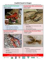 Crayfish Identification, Lifestyles