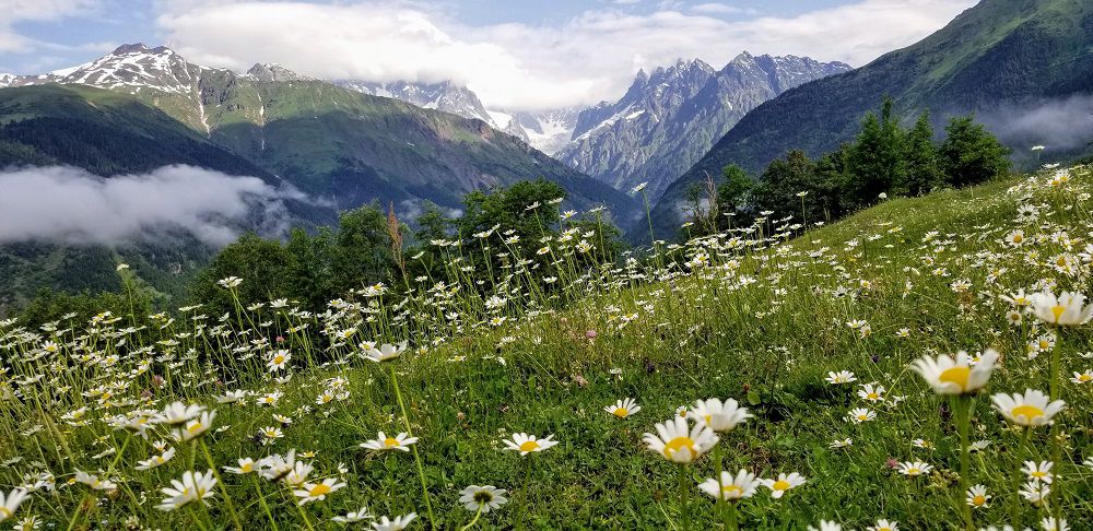 B1 backpacking, wildflowers.jpg
