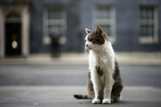 Larry, the Downing Street cat, has stolen hearts around the globe during his 15 years as 'Chief Mouser to the Cabinet Office'