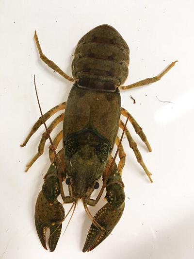 Northern crayfish in Oregon