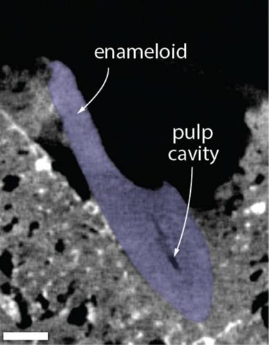 Sharks were attacking whales in the North Sea five million years ago, reveals study