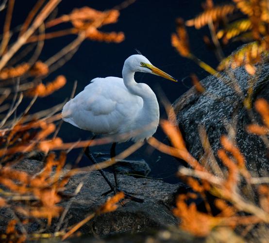 Gary E Great Egret with fall colors at boat basin.jpg