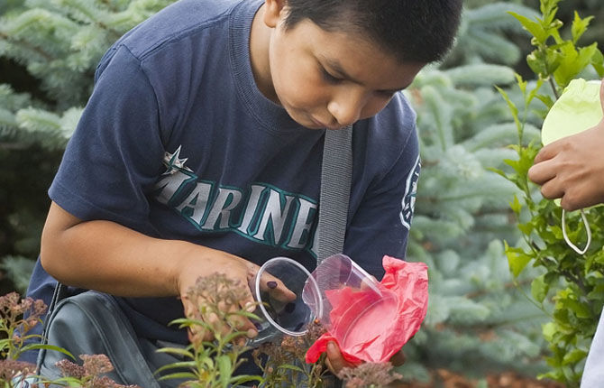 Nurture beneficial insects with pollinator-friendly landscape