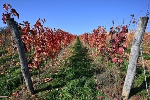 Flavescence doree is 'one of the most dangerous diseases' threatening vineyards today, according to OIV