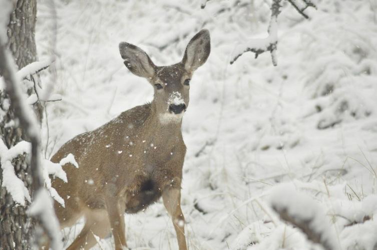 Deer Wild_DSC0177_0546.jpg