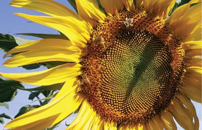 Busy Sunflower