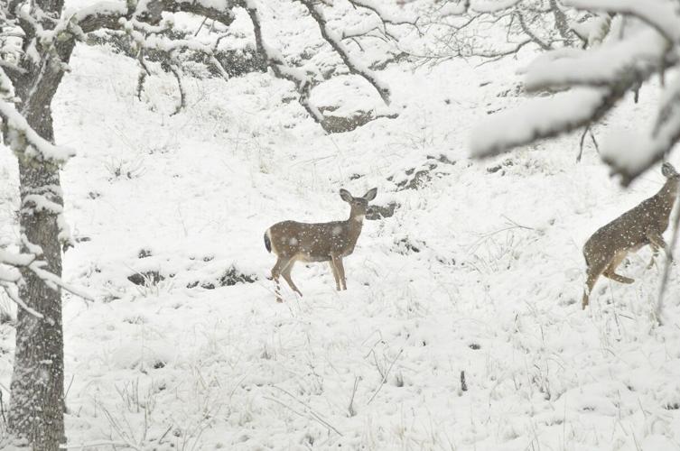 12-14 Deer Wild_DSC0183_0552.jpg