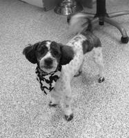 Pet of the Week: Garth is ‘playful, sparkly’