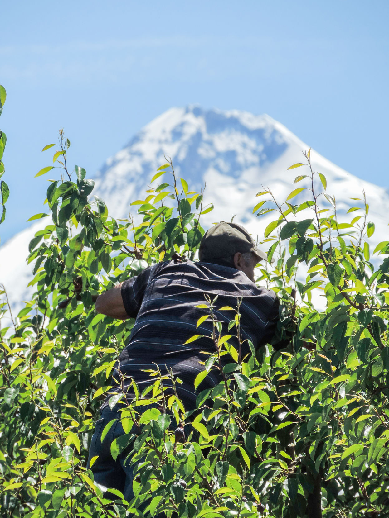 A10 farm bureau, luis perez.JPG