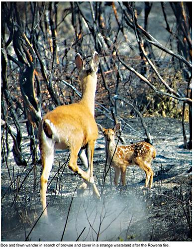 Riverfront Trail Notes #42