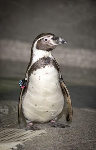 Love bird penguins make a splash at Portland Zoo