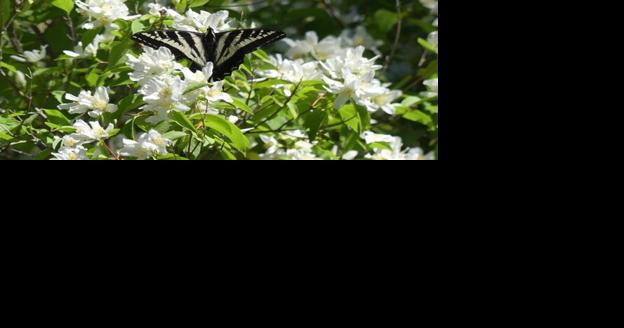 Sense of Place: Native Plants from Mountaintop to Backyard Dec. 13 - Vimarsana News