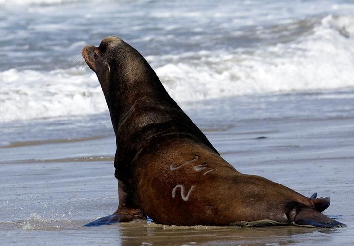 Sea lions focus of fish survival war
