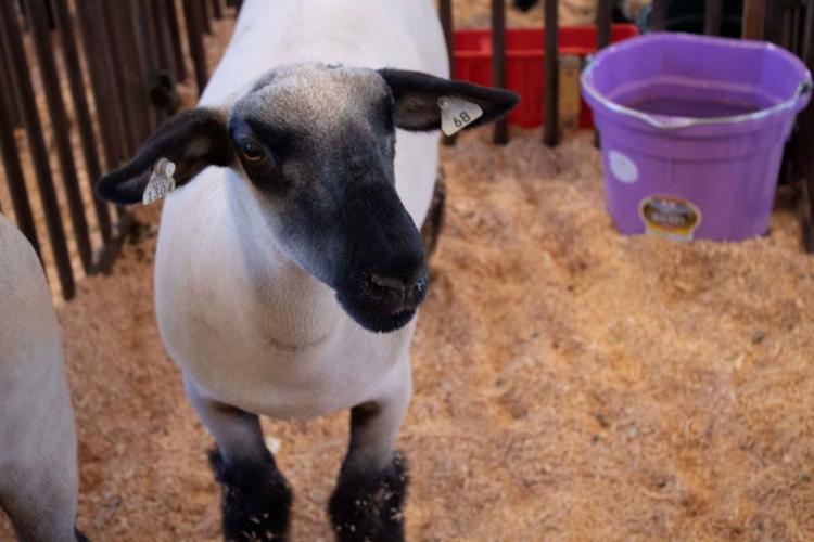 Klickitat County Fair and Rodeo