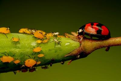 Aphids and lady bug