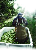 Dreams and politics fuel tuition debate