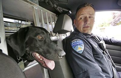 Some Washington police dogs not smelling pot anymore