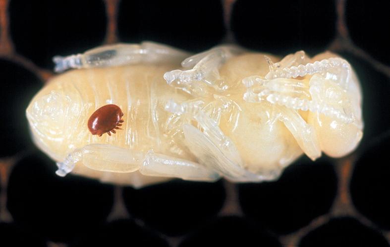 Varroa on Pupae.jpeg