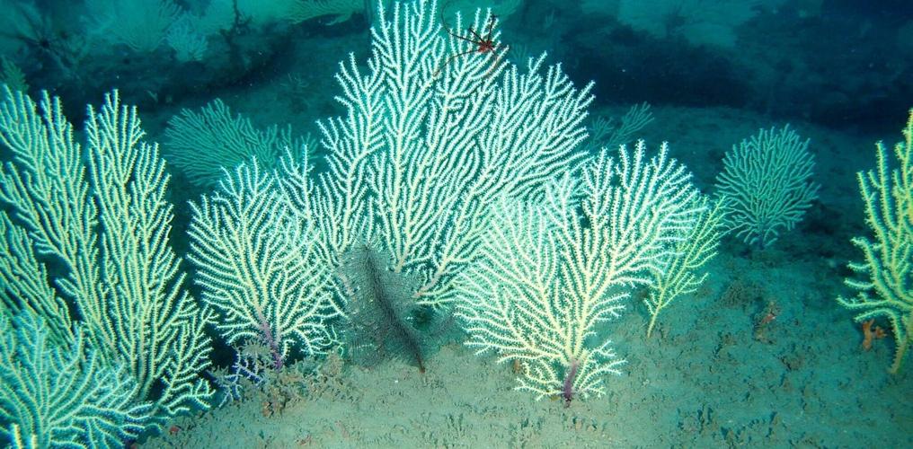 Coral reef long presumed dead rediscovered “teeming with life” off coast of Africa