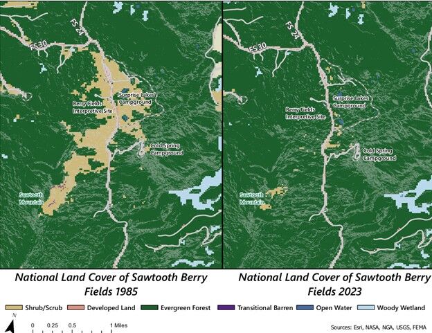 Sawtooth Berry Fields