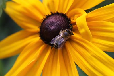 honeybee_Fitzgerald file.jpg