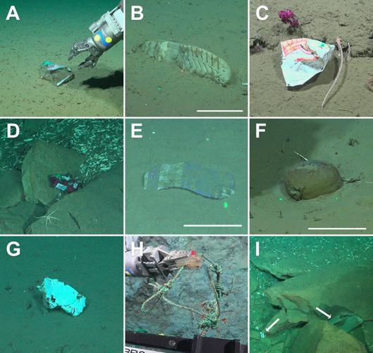 Very deepest depths of the ocean have become dumping ground for human litter