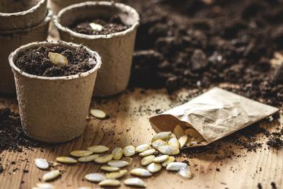 Planting seeds at peat pot. Sowing and gardening in spring. Pumpkin seed in small paper bag on table