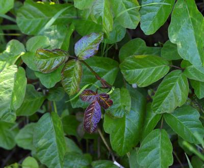 HAHRC Beats: Poison oak: Having fun without the rash